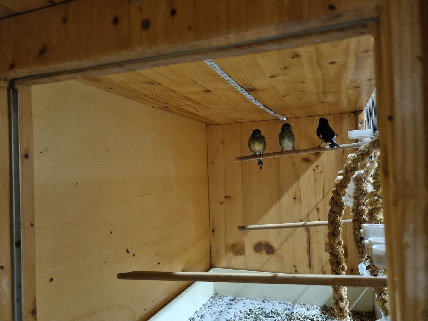 *Wunderschöne verschiedeneVögel zu Verkaufen*