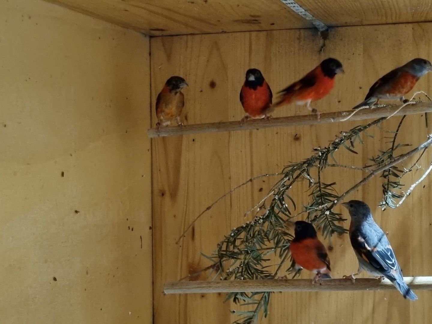 *Wunderschöne verschiedeneVögel zu Verkaufen*