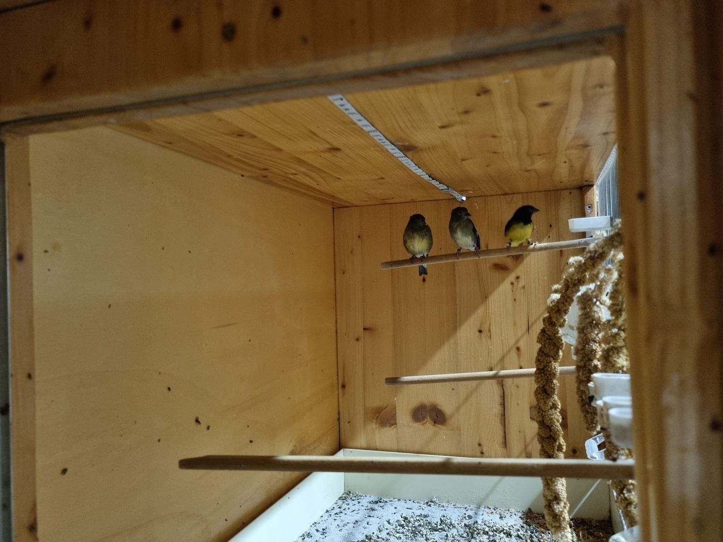 *Wunderschöne verschiedeneVögel zu Verkaufen*