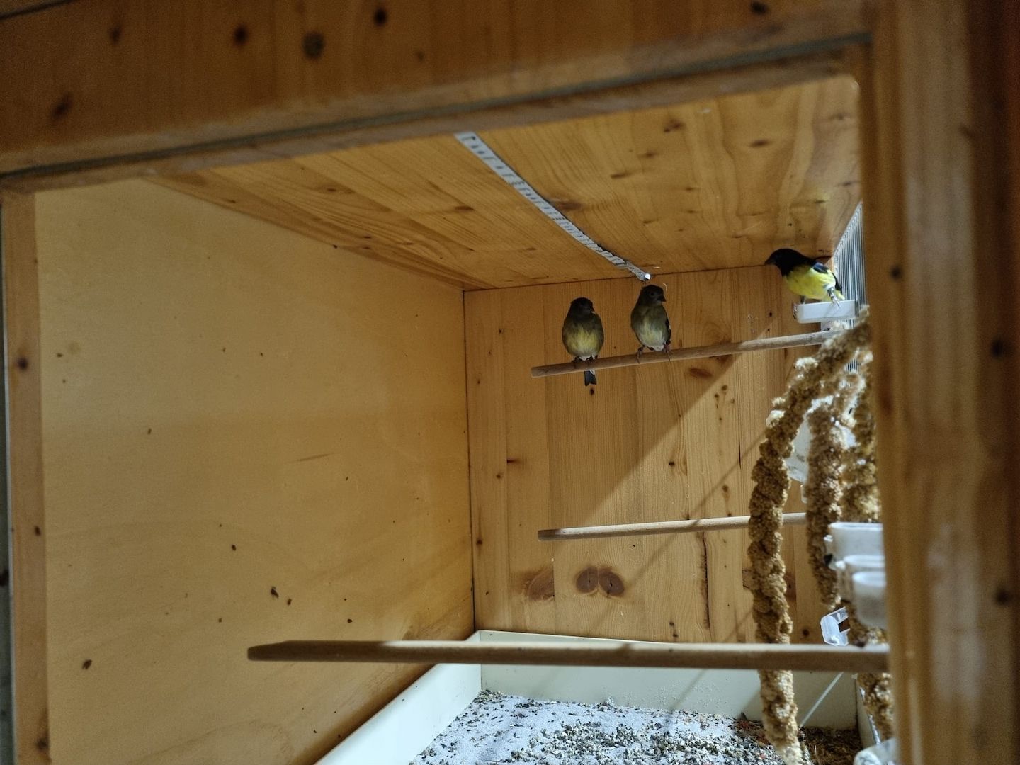 *Wunderschöne verschiedeneVögel zu Verkaufen*