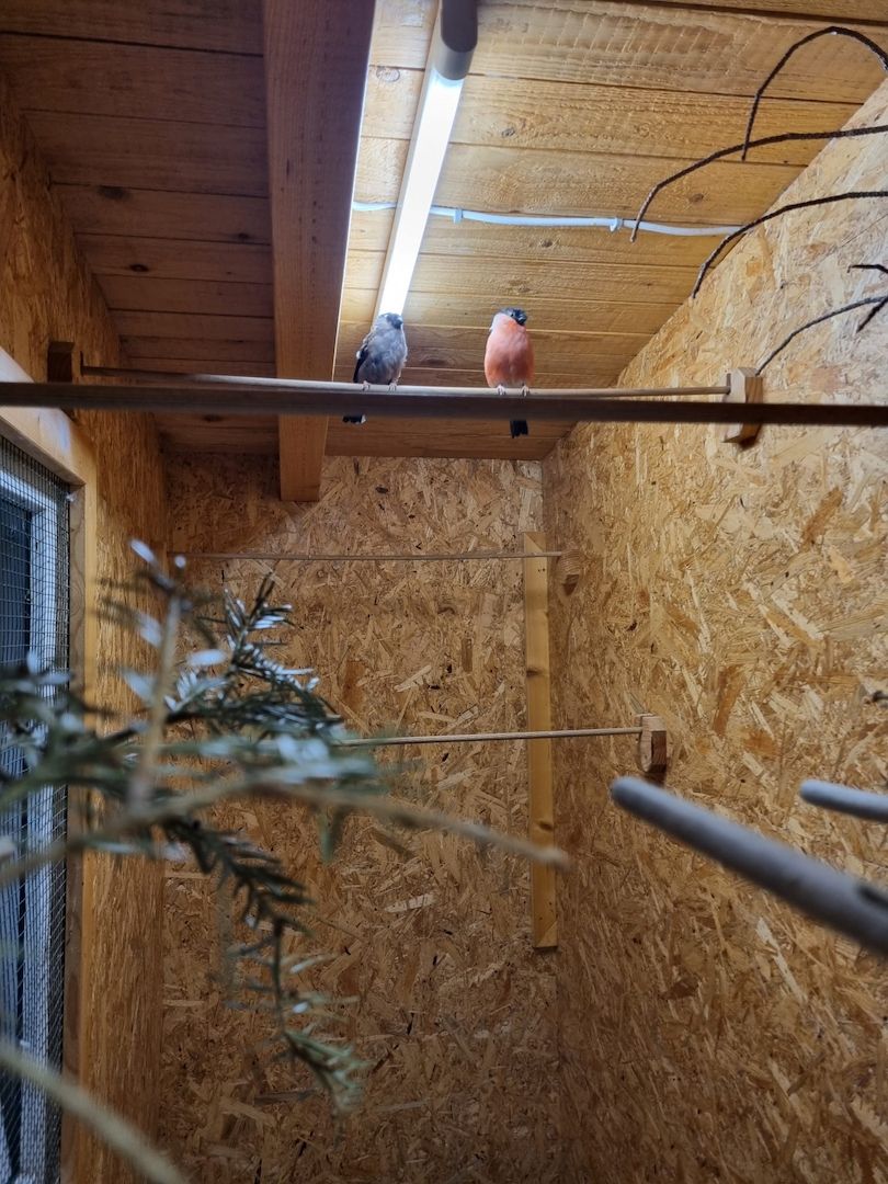 *Wunderschöne verschiedeneVögel zu Verkaufen*