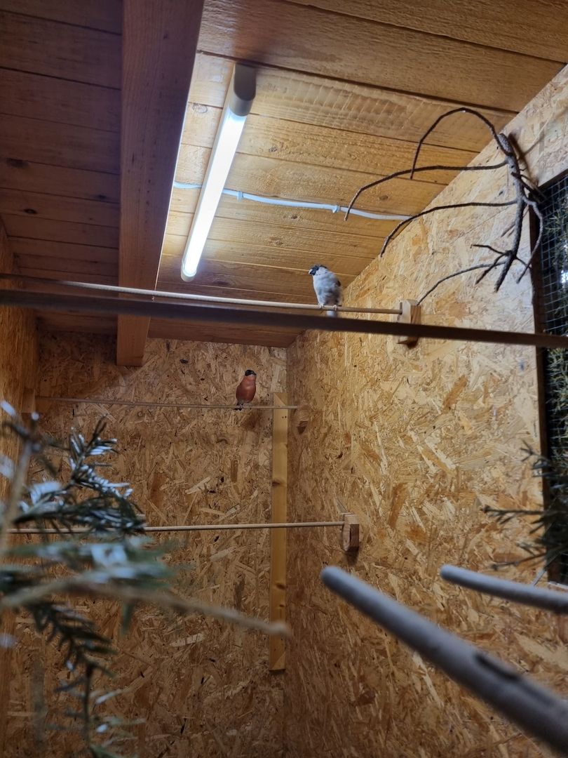 *Wunderschöne verschiedeneVögel zu Verkaufen*