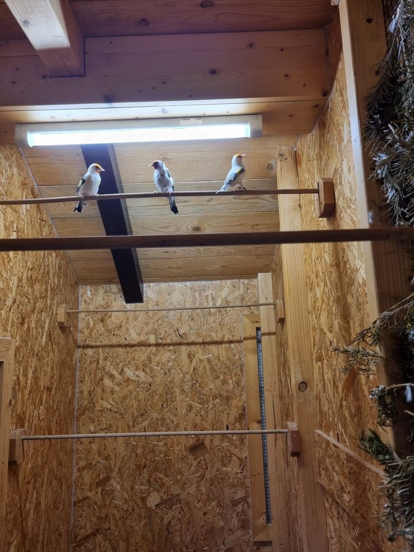 *Wunderschöne verschiedeneVögel zu Verkaufen*