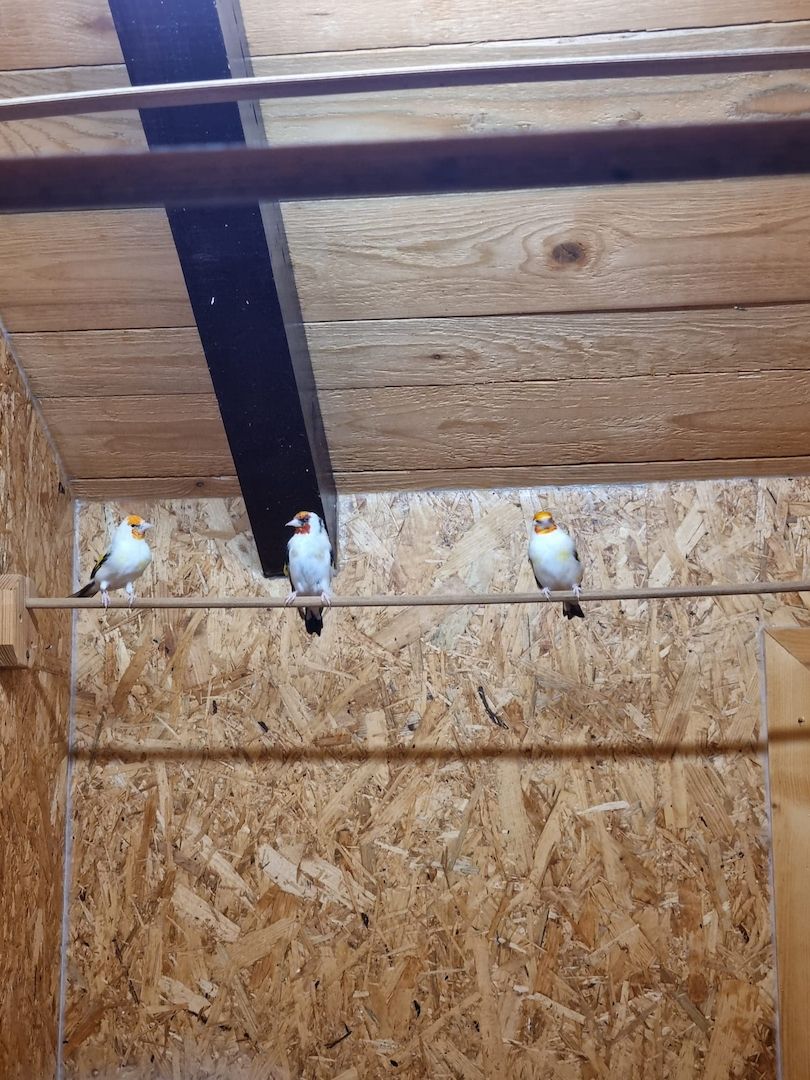 *Wunderschöne verschiedeneVögel zu Verkaufen*