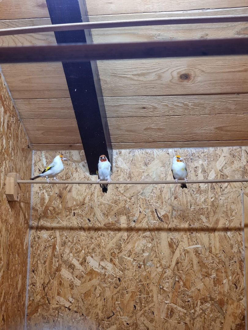 *Wunderschöne verschiedeneVögel zu Verkaufen*