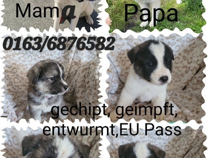 Hundewelpen