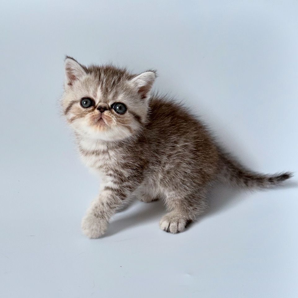 Zauberhafte Exotic Shorthair Grace - Bereit, dein Herz zu erobern!