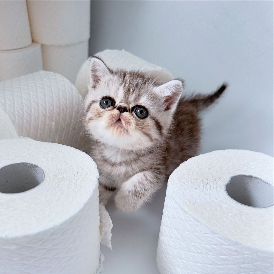 Zauberhafte Exotic Shorthair Grace - Bereit, dein Herz zu erobern!