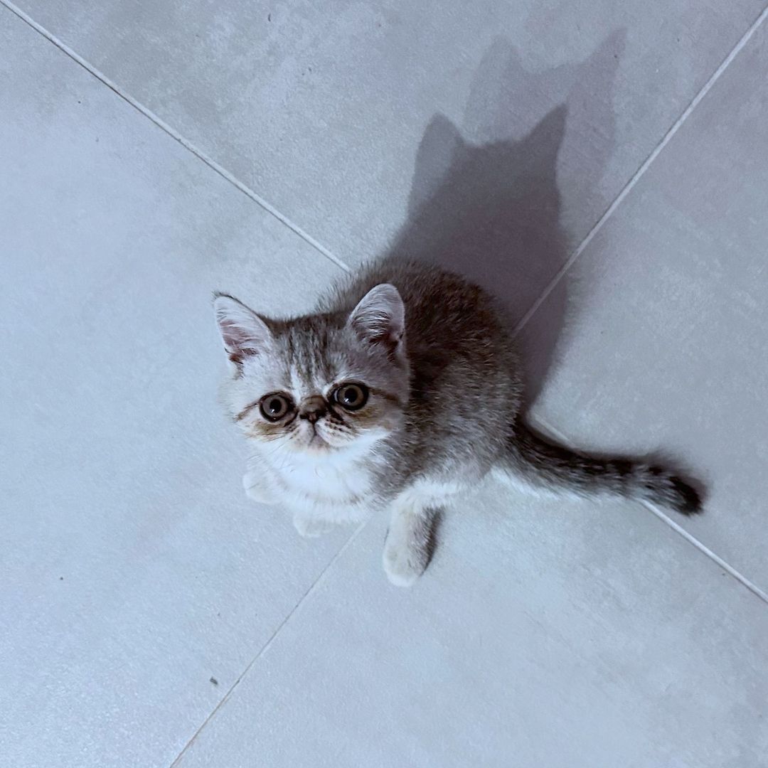 Zauberhafte Exotic Shorthair Grace - Bereit, dein Herz zu erobern!