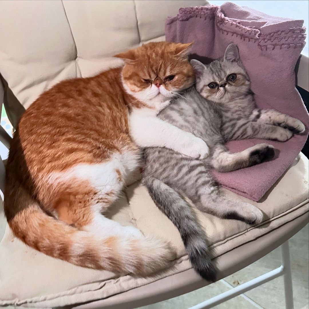 Zauberhafte Exotic Shorthair Grace - Bereit, dein Herz zu erobern!