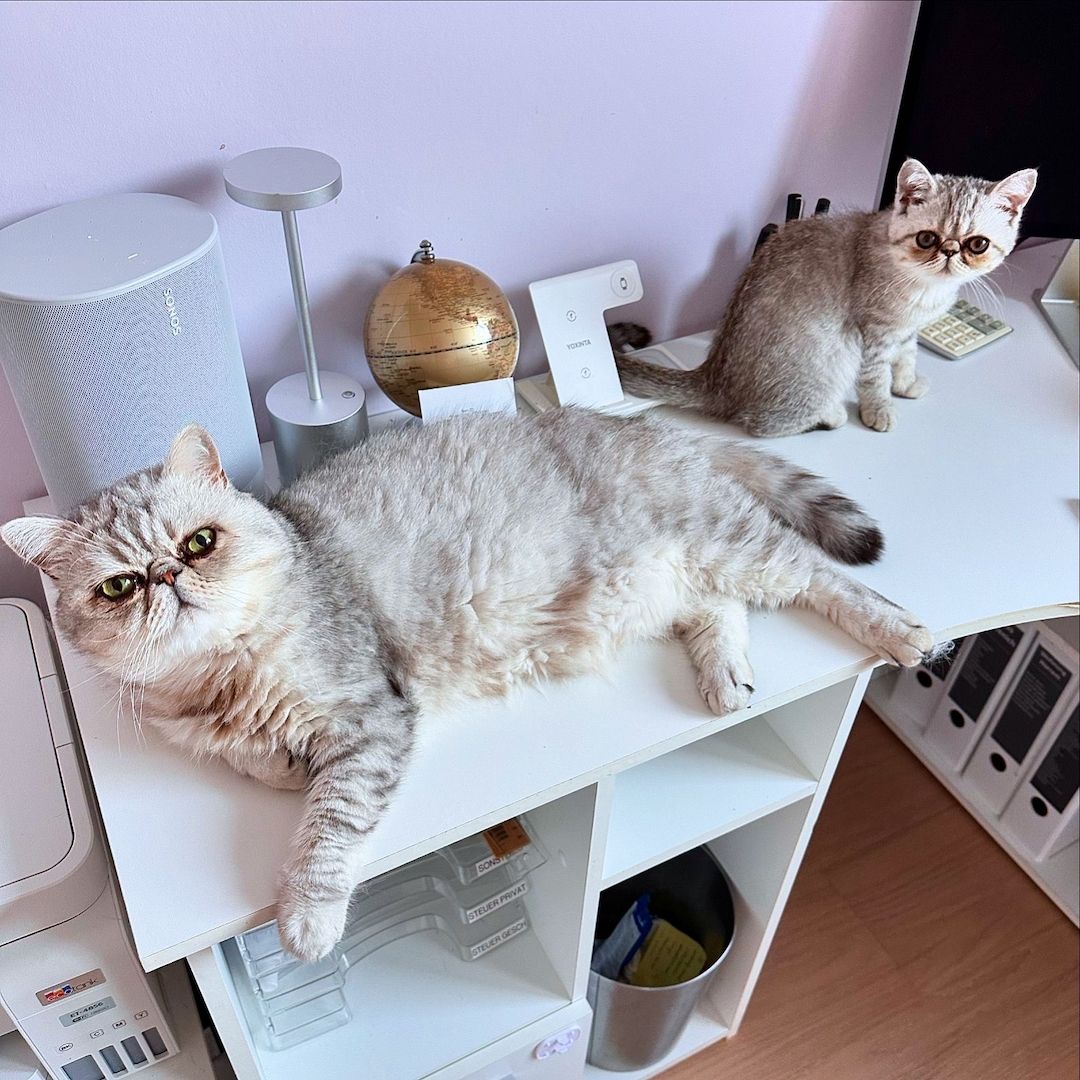 Zauberhafte Exotic Shorthair Grace - Bereit, dein Herz zu erobern!