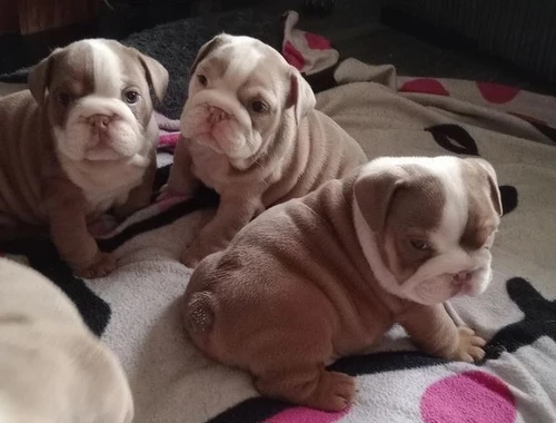 Englische Bulldoggenwelpen