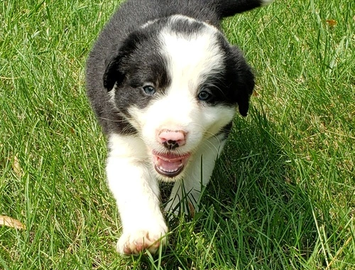 Border-Collie-Welpen