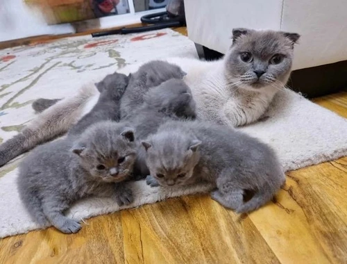 Hervorragende Golden Scottish Fold Kätzchen zum Verkauf