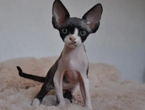 Hervorragende Devon Rex Kätzchen