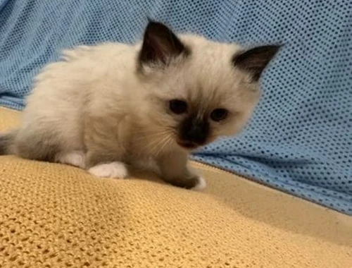 Birman Kätzchen zum Verkauf