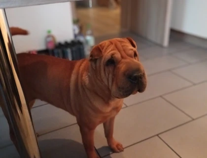 Shar Pei Hündin reinrassig 3 Jahre alt