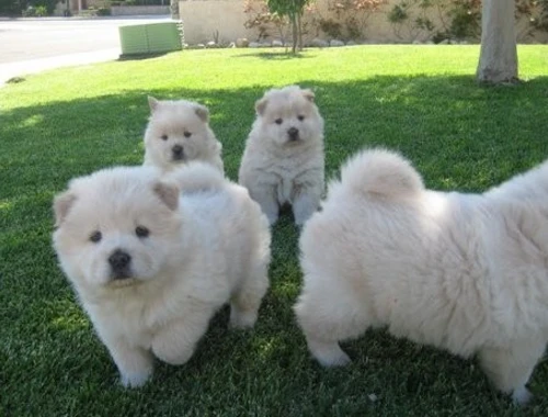 Chow-Chow-Welpen ,,