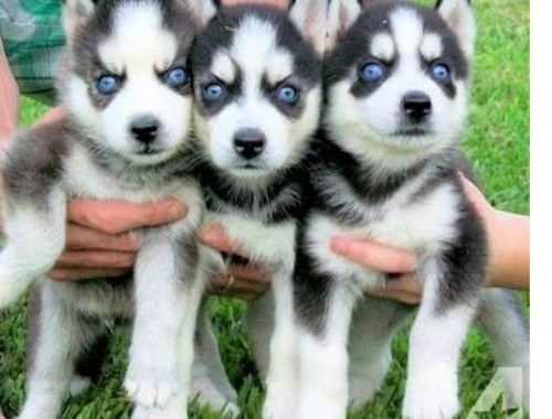 Abholbereite Siberian Husky-Welpen .