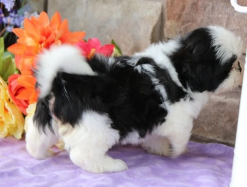 Shih Tzu-Welpen ,,