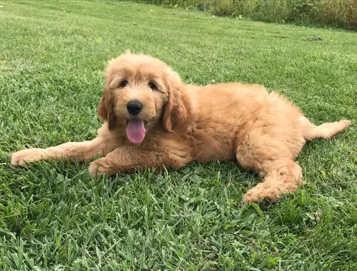 Golden Retriever-Welpen ,,