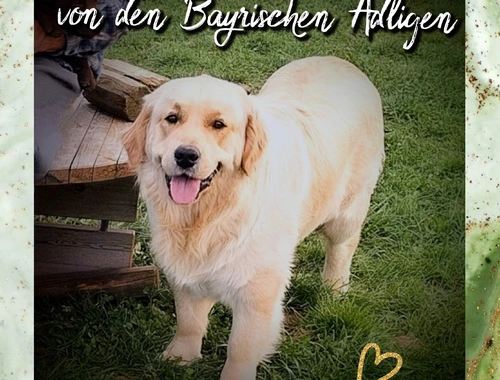 Golden Retriever Rüde 1,5 Jahre Ahnentafel ZT sucht liebes Zuhause