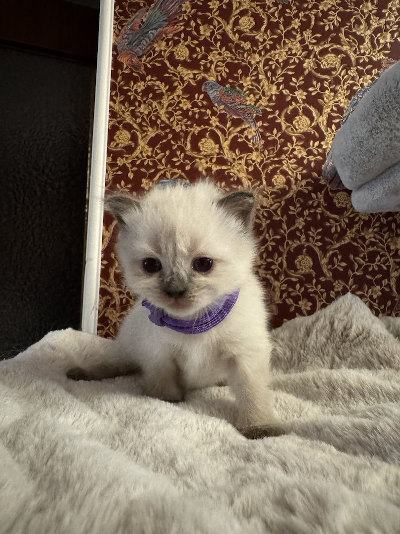 Reinrassige Ragdoll Kätzchen