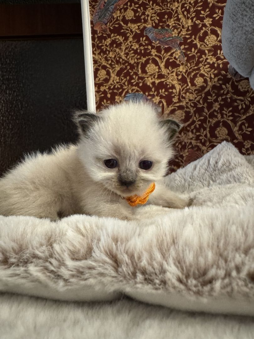 Reinrassige Ragdoll Kätzchen