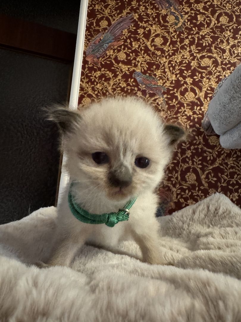 Reinrassige Ragdoll Kätzchen