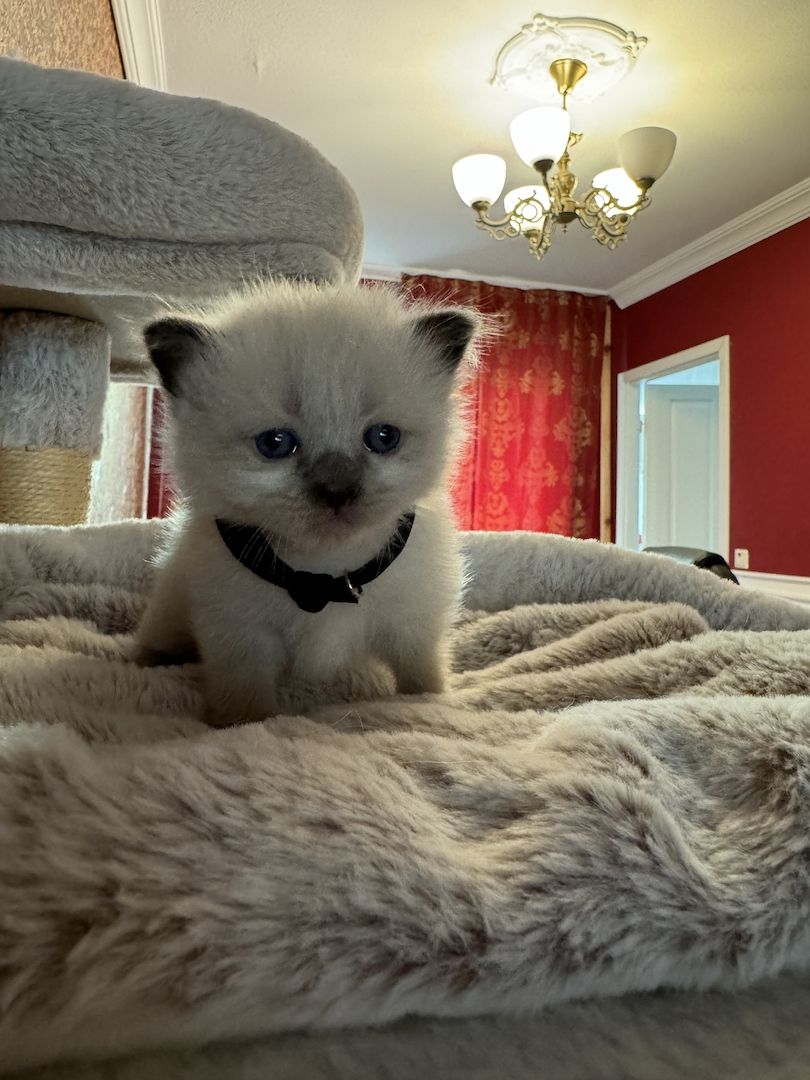 Reinrassige Ragdoll Kätzchen