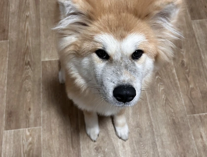 Akita Inu