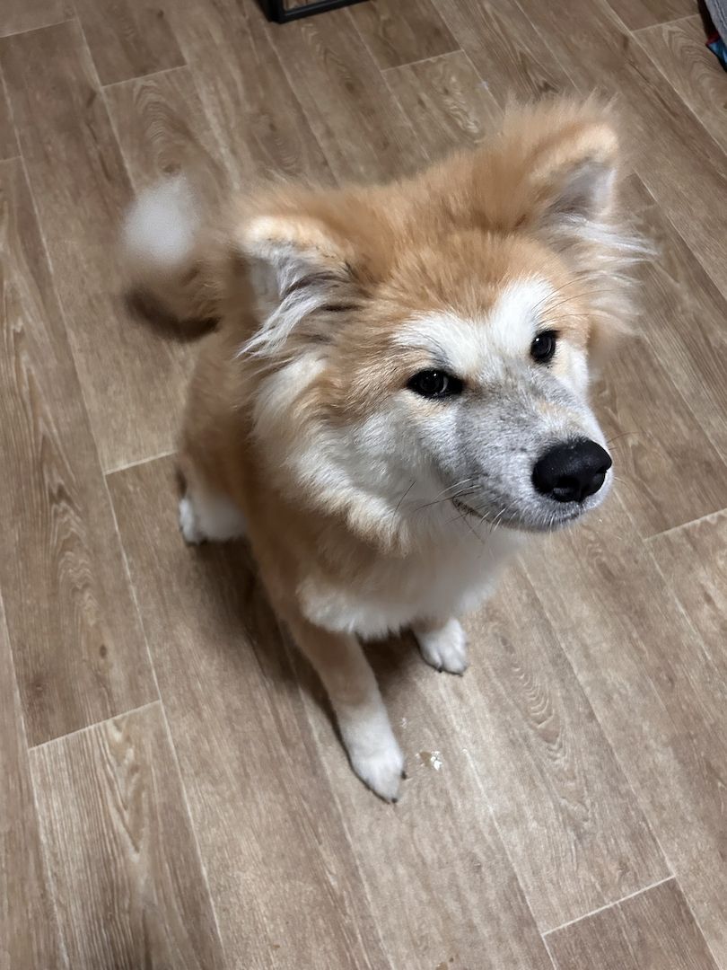 Akita Inu