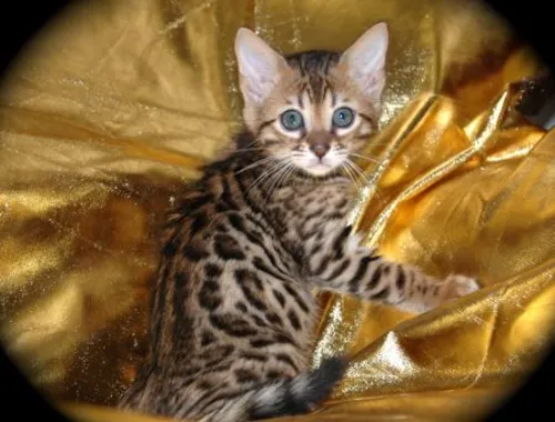 MiniLeoparden BengalKatzen mit Papieren whatsapp Nummer (+37069673271)