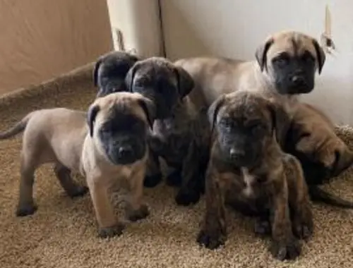 Bullmastiff Welpen mit Ahnentafel whatsapp Nummer (+37069673271)