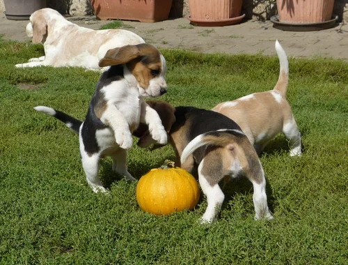 Beagle Welpen mit Papiere suchen ein zuhause whatsapp Nummer (+37069673271)