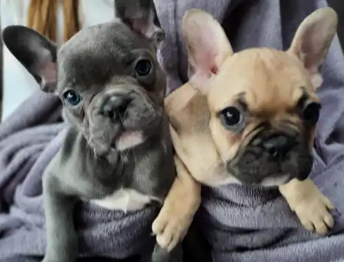 Französische Bulldogge Welpen mit Papieren whatsapp Nummer (+37069673271)