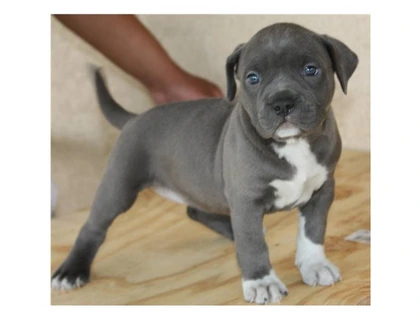 Blueline welpen American Pitbull Terrier whatsapp Nummer (+37069673271)