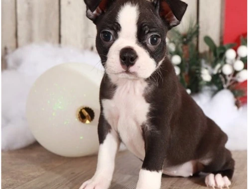 Boston Terrier Welpen mit papieren whatsapp Nummer (+37069673271)