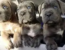 Cane Corso Welpen zu verkaufen 4 Jungs und 3 Mädchen mit papieren whatsapp Nummer (+37069673271)