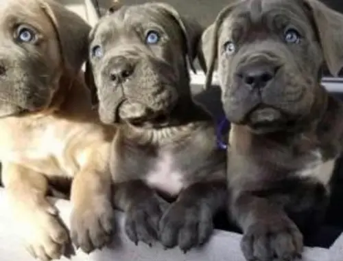 Cane Corso Welpen zu verkaufen 4 Jungs und 3 Mädchen mit papieren whatsapp Nummer (+37069673271)