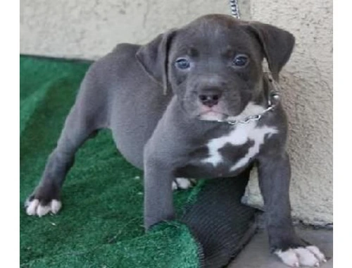 American Welpen Blue-Line Pit Bull Terrier whatsapp Nummer (+37069673271)