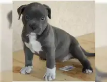 Blueline welpen American Pitbull Terrier whatsapp Nummer (+37069673271)