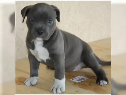 Blueline welpen American Pitbull Terrier whatsapp Nummer (+37069673271)