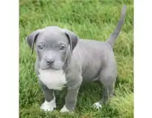 Blueline welpen American Pitbull Terrier whatsapp Nummer (+37069673271)