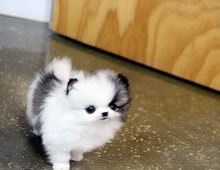 Pomeranian Zwergspitz Welpen ZUM VERSCHENKEN.whatsapp Nummer (+37069673271)