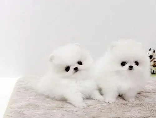 Mini Zwergspitz Pomeranian BOO welpen mit Papieren whatsapp Nummer (+37069673271)