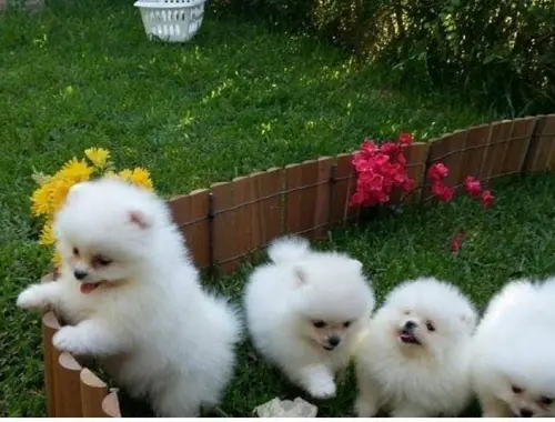 MINI POMERANIAN ZWERGSPITZ BOO WELPEN ZUM VERSCHENKEN.whatsapp Nummer (+37069673271)