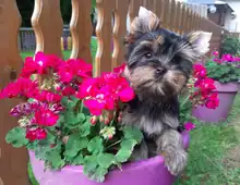 Liebenswerte kleine feine Yorkshire Terrier Babys