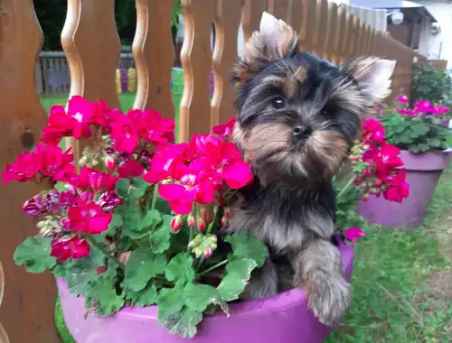 Liebenswerte kleine feine Yorkshire Terrier Babys