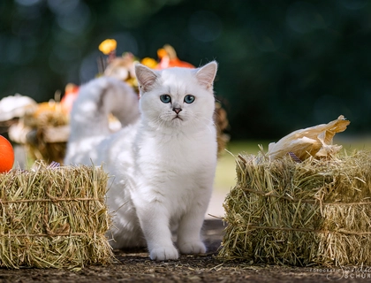 Super Kuschler suchen Adoptiveltern!